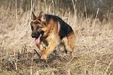 BERGER ALLEMAND 975
